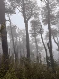 Imágenes del servicio de 🔥 DARE TO EXPERIENCE “DARK TOURISM” IN PANGUIPULLI 🔥 en Panguipulli, imagen 2